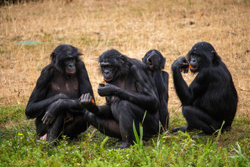 Famille bonobo - obrazy, fototapety, plakaty