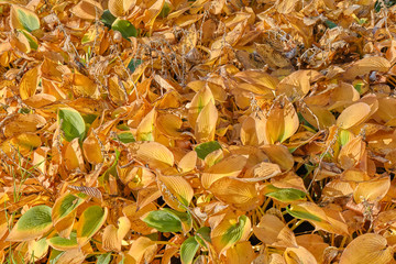 Autumn is coming, yellow and green foliage. Background of autumn yellowing leaves