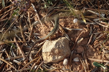 Algerian Sand Racer, Psammodromus algirus, Lizard, Reptile