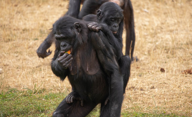 Bébé bonobo sur le dos de sa mère