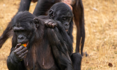 Bébé bonobo sur sa maman