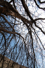 Árboles