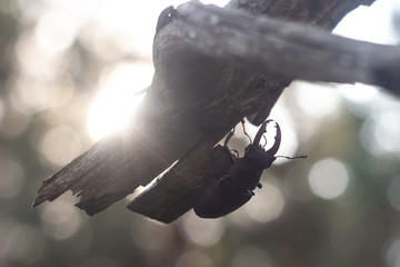 A stag beetle crawls on a branch. Beautiful morning sun behind you. Big beautiful horns. A life-size portrait of the beetle.