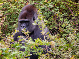 Magnifique Dos Argenté