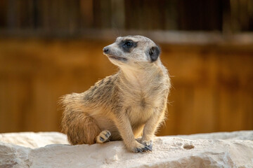 Fototapeta premium Suricate regarde au loin