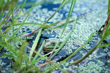 frog looks out of the water surface of a pond covered with duckweed