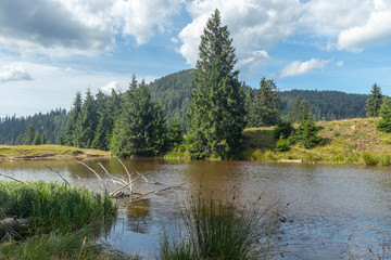 Fototapeta premium lake in the forest