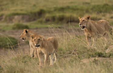 Naklejka premium The young lion cubs at Masai Mara. Frame with selective focus