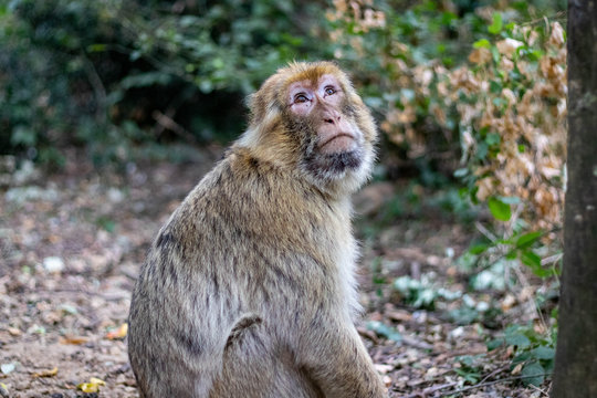 Magot 이미지 – 찾아보기 2,842 스톡 사진, 벡터 및 비디오 | Adobe Stock