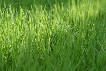 green grass background