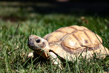 Chaco tortoise in the grass