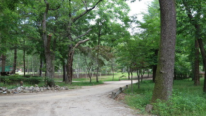 Fototapeta premium alley in the park