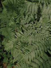fern leaf background