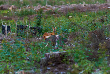 a small deer in a forest felling behind a stump