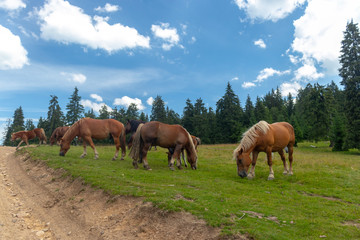 horses on the meadow