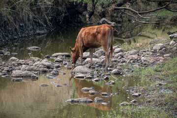 Obraz na płótnie Canvas Vaca tomando agua
