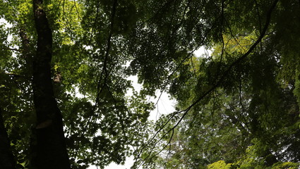 sun shining through branches