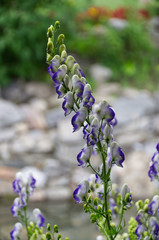 Blooming Monkshood