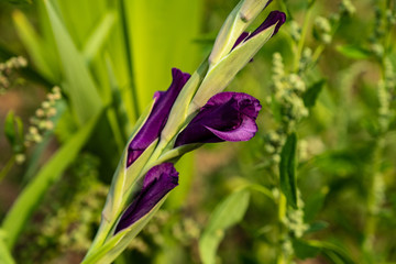 das kr&auml;ftige violett einer Bl&uuml;te einer Gladiole