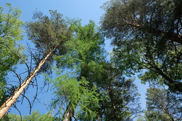 the trees reach for the sky
