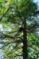 Fototapeta premium tree nest in the forest
