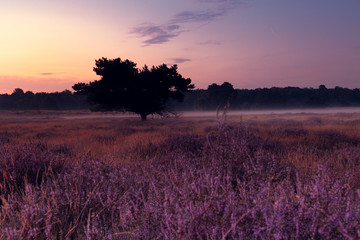 Heideblühen Westruper Heide, Sonnenaufgang, Nebel