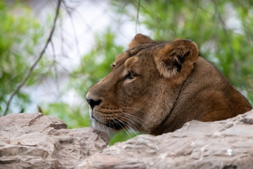 Naklejka premium a lioness resting on top of a rock cliff