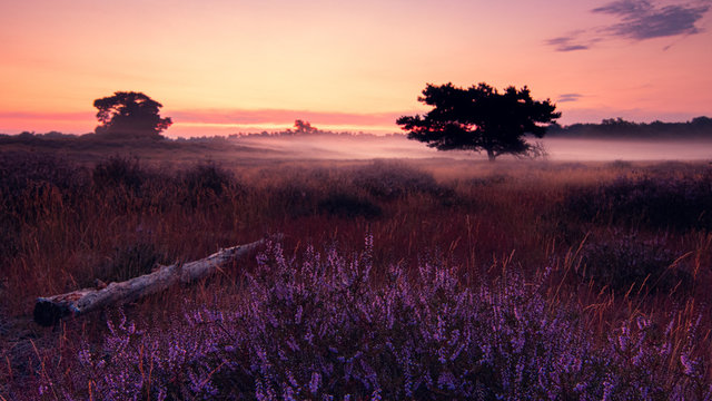 Heidebl&uuml;hen Westruper Heide, Sonnenaufgang, Nebel