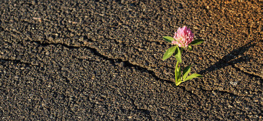 The flower grows on the asphalt. Clover.