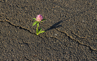 The flower grows on the asphalt. Clover.