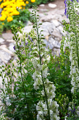 White Delphiniums in Bloom
