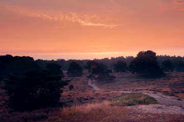 Fototapeta premium Heideblühen Westruper Heide, Sonnenaufgang, Nebel