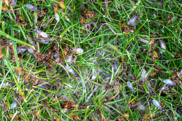 Yellow Meadow ant, Lasius flavus, winged queens emerging from ground about to fly to start new nest