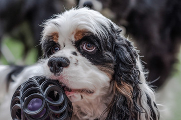 American cocker spaniel with ball in his mouth