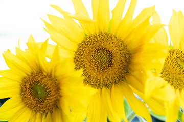 Obraz premium sunflower on a blue background