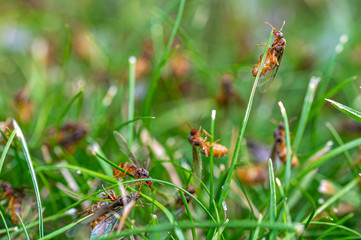 Yellow Meadow Ant, Lasius flavus, queens emerging from ground about to fly to start new nest