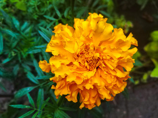 bright orange marigold flowers on a green background