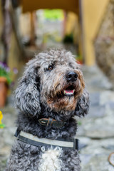 The Australian Labradoodle Sitting on the steps in front of the house