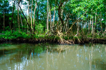 Fototapeta premium Mangrove, palétuviers, Guadeloupe