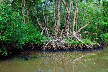 Palétuviers, mangrove, Guadeloupe