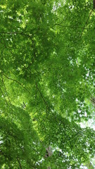 Fototapeta premium green leaves background