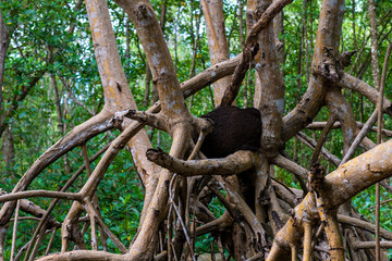 Nid de fourmi, mangrove