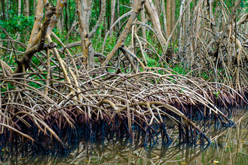 Palétuviers, mangrove, Guadeloupe