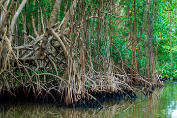 Palétuviers, mangrove, Guadeloupe