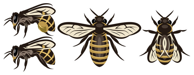 Set of different bees. Design elements. Colored vector illustration