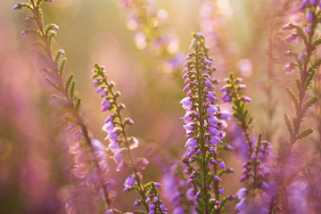 lila blühendes Heidekraut, Westruper Heide, Haltern am See