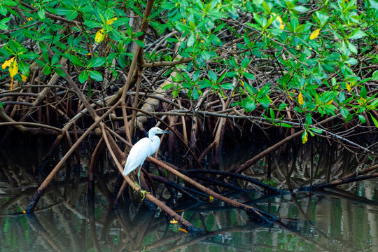Aigrette, mangrove, Guadeloupe