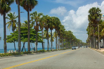 palm trees on the street