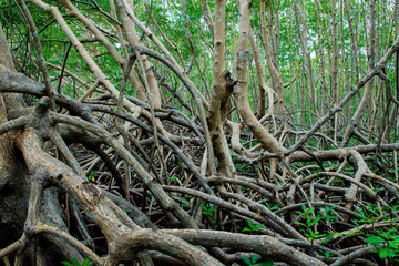 Obraz premium Forêt de palétuviers, mangrove, Guadeloupe