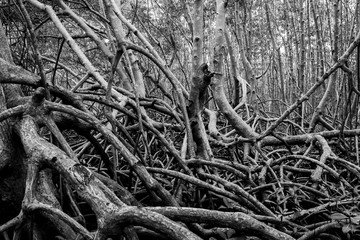 Racine palétuvier, mangrove, Guadeloupe